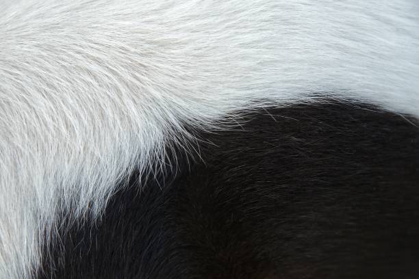 istock Black and white fur background : Closeup 1027284902