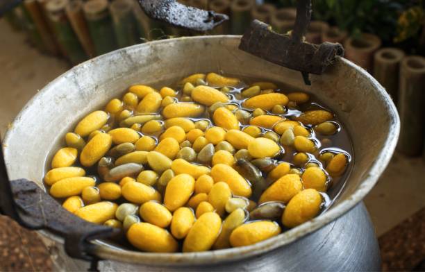 istock Boiling yellow silkworm cocoons by boiler to make silk thread : Closeup 1027289466