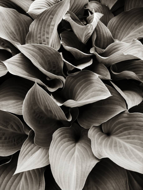 Giant Hosta stock photo