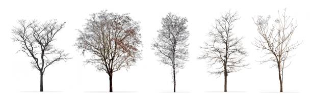 istock Set of winter trees without leaves isolated on white background 1027289986