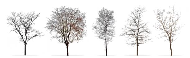 Set of winter trees without leaves isolated on white background stock photo