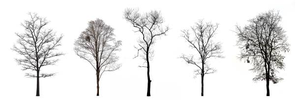 istock Collection of trees without leaves isolated on white background 1027290008