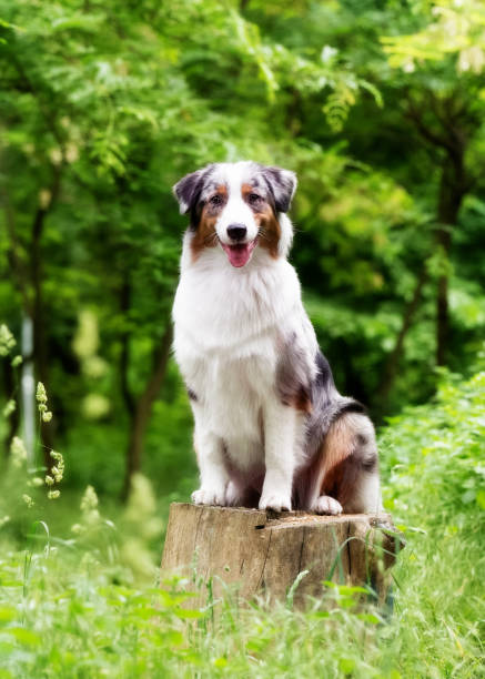 Bitch has brown eyes. There is a lot of greenery around her. There are some trees in the background.