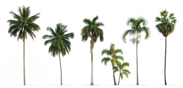 Collection of Palm trees isolated on white background stock photo