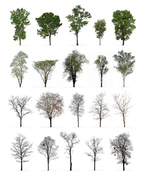 Set of spring and winter trees isolated on white background : Different kinds of tree collection stock photo