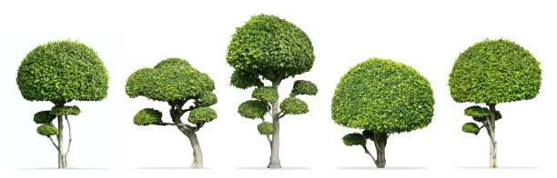 istock Collection of toothbrush trees dwarf ( Tako trees, Streblus asper Lour trees ) isolated on white background : Decoration tree 1027290616