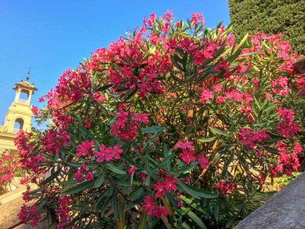 istock bush with lots of pink flowers 1027290674