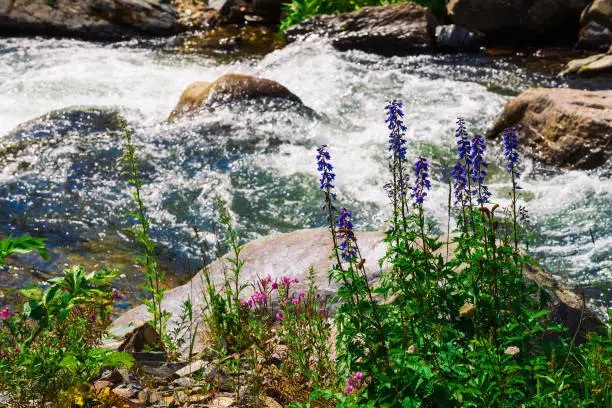 Photo of Group beautiful purple and pink flowers and rich vegetations grows near mountain creek. Fast water stream of creek among stones in bright sunlight. Amazing green landscape of unusual Altai nature.