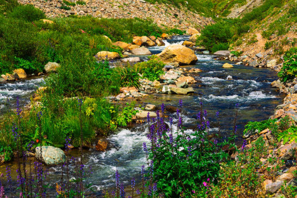 Photo of Group beautiful purple and pink flowers and rich vegetations grows near mountain creek. Fast water stream of creek among stones in bright sunlight. Amazing green landscape of unusual Altai nature.
