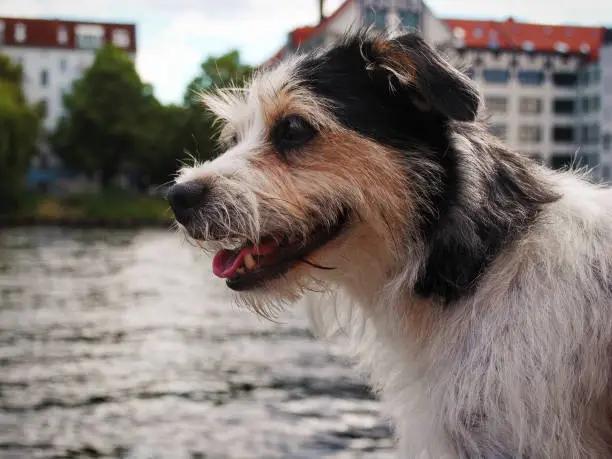 A happy dog on the water in Germany under the summer sun.