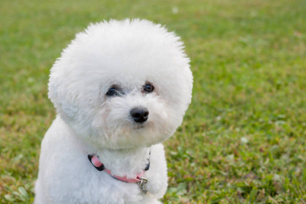 istock Cute bichon frise is looking at the camera. Pet animals. 1027296006