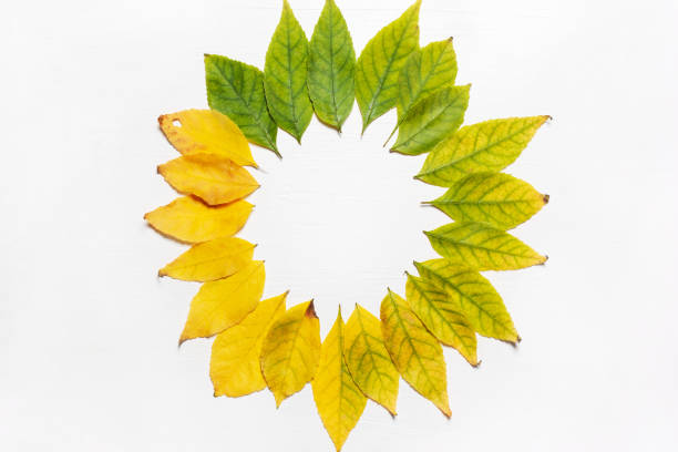 istock Frame of yellow and green leaves 1027296144