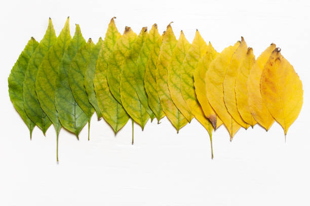 Yellow and green leaves in a row. Flat view. Autumn concept