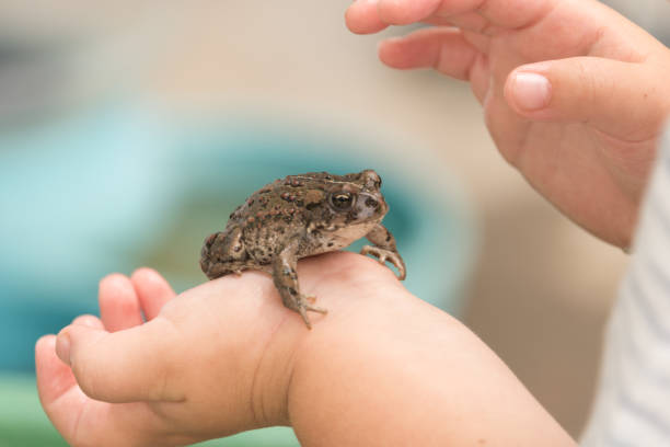 istock Frog in the hands of a young child, toad 1027299250