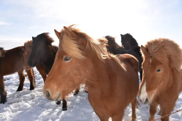 Wandering Icelandic Horses