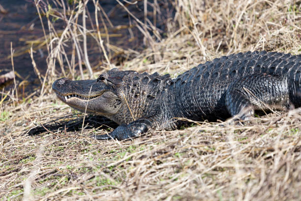 istock Alligator by a Riverbank in Florida 1027314156