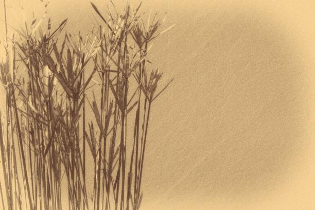 istock An nature background texture image consisting of reeds and copy space. 1027314628