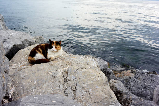 istock Cats lying down on a rock at seaside 1027314660