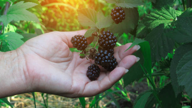 istock harvesting on a sunny day. Blackberry on a bush 1027317454