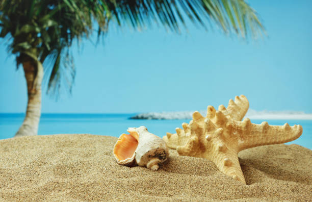 istock starfish on sandy beach on the tropical coast 1027321444