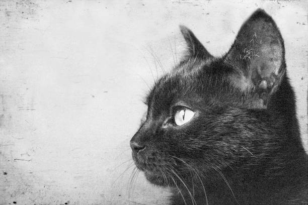 istock Black cat peers into the distance 1027324672