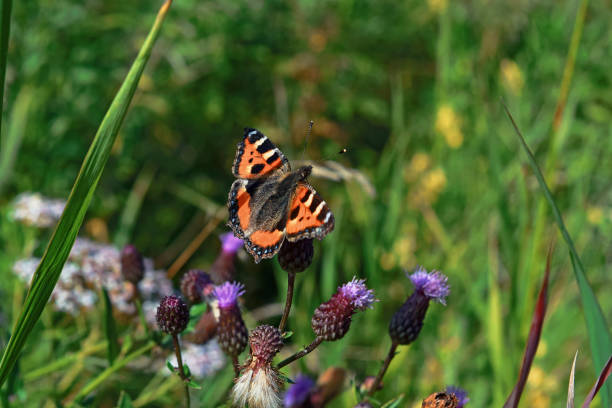 istock Butterfly urticaria Aglais urticae on a meadow flower 1027327286