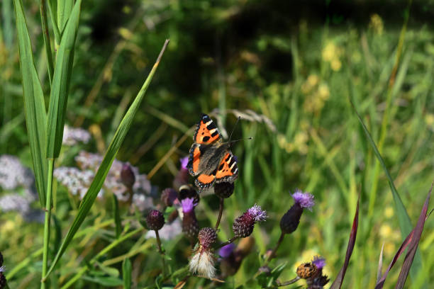 istock Butterfly urticaria Aglais urticae on a meadow flower 1027327290