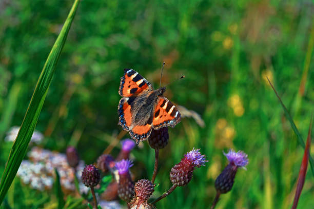 istock Butterfly urticaria Aglais urticae on a meadow flower 1027327338