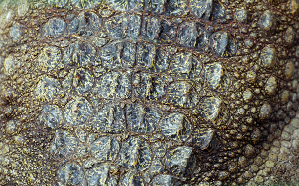 istock Crocodile skin, close-up 1027328320