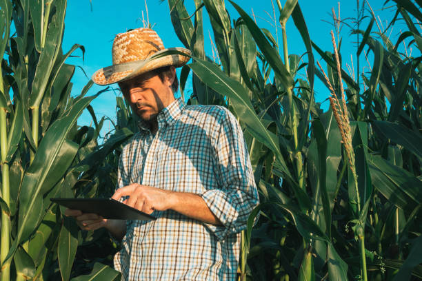 istock Farmer agronomist with tablet computer in corn crop field 1027329214
