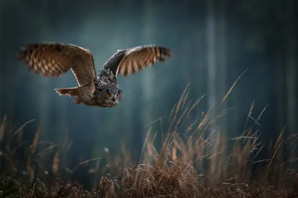 Eagle owl flying in the night forest. Big night bird of prey with big orange eyes hunting in the dark forest. Action scene from the forest with owl. Bird in fly with wide open wing.