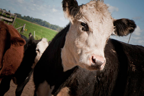 Calf horizontal stock photo