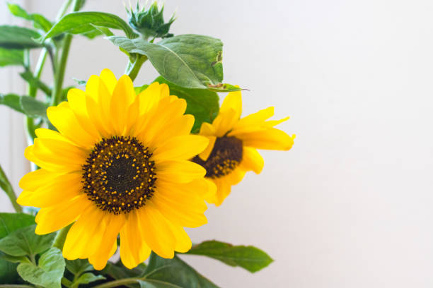 istock ndoor soft light bright, vibrant yellow sunflower blossom with bud and a second blossom soft focus, white background 1027332936