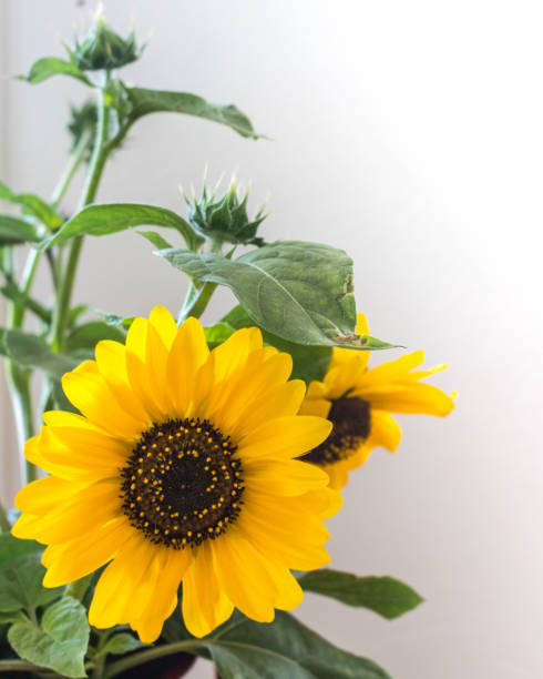 istock ndoor soft light bright, vibrant yellow sunflower blossom with bud and a second blossom soft focus, white background 1027332976