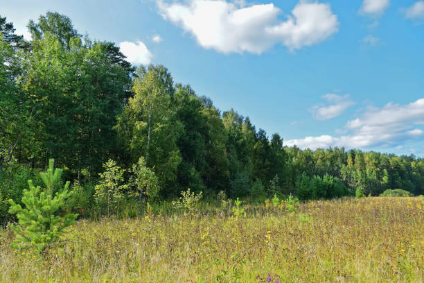 istock Summer landscape meadow and forest in the background. 1027335214