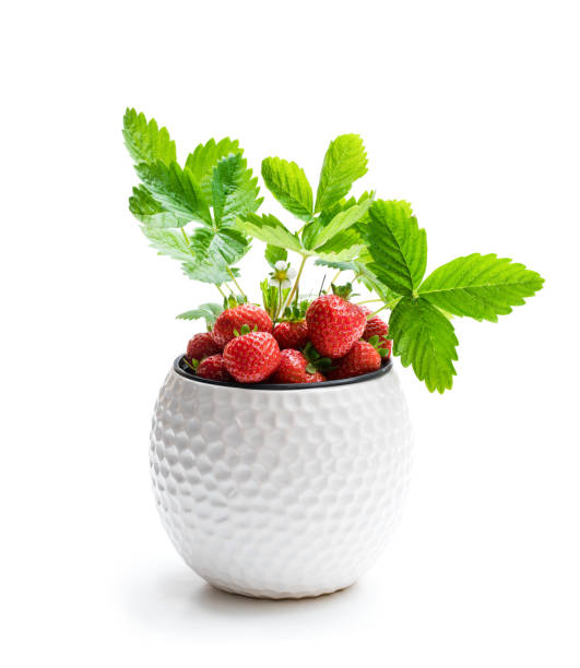 Strawberry  plant with berries in small pot isolated on white