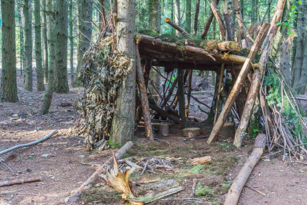 tree hut of branches and leaves forest view