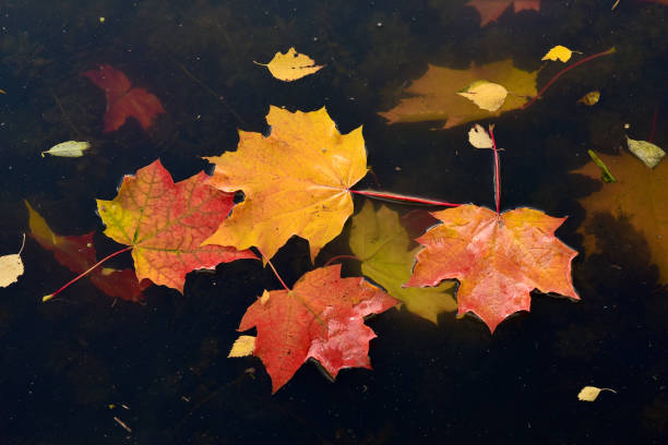 istock Colorful yellow and red maple leaves floating on the water surface. 1027335970