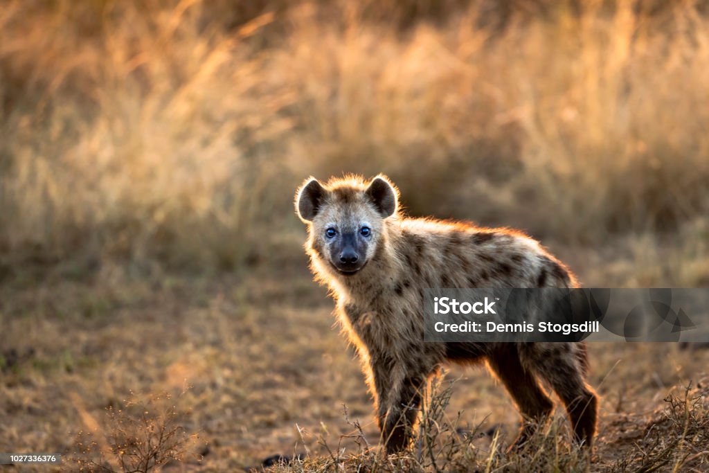Hyena Young hyena in morning light Hyena Stock Photo