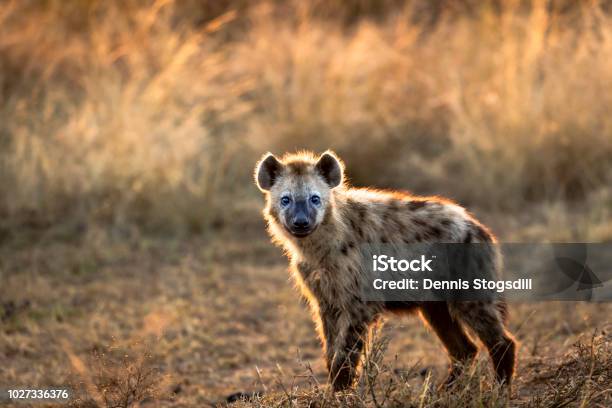 Hyena Stock Photo - Download Image Now - Hyena, Serengeti National Park, Tanzania
