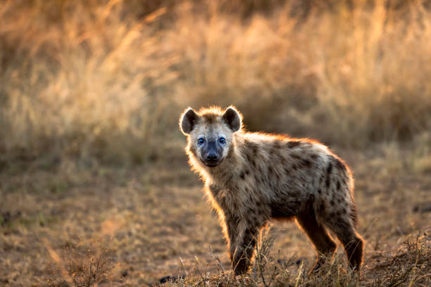 hiena - hiena - fotografias e filmes do acervo