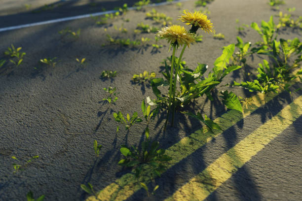 3d rendering of yellow dandelions growing up on damage highway