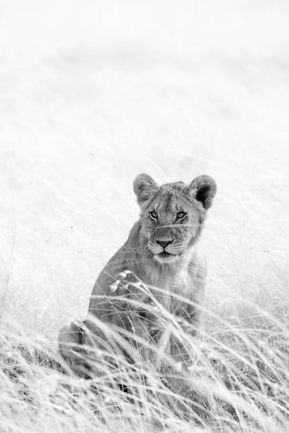 istock Lions in the Masai Mara 1027338834