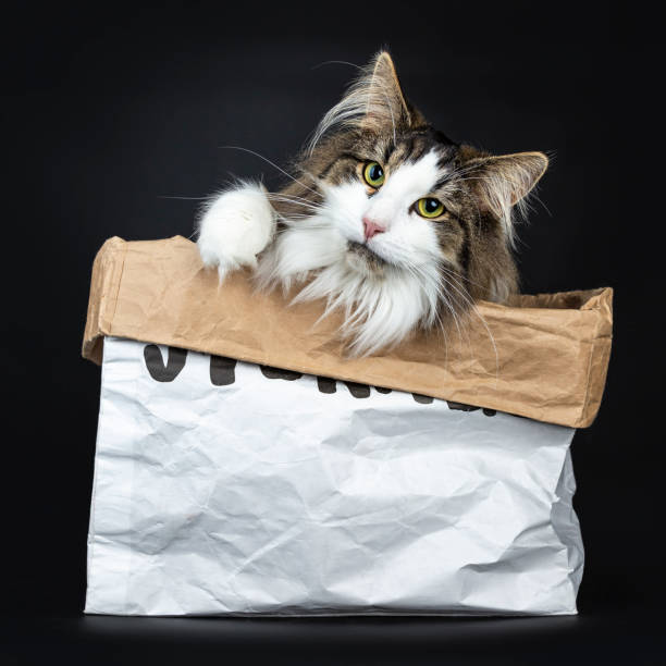 istock Handsome black tabby with white Norwegian Forest cat sitting sitting in paper bag looking over  the edge with one paw in air, isolated on black background 1027342130