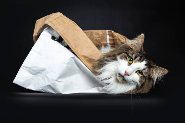 istock Handsome black tabby with white Norwegian Forest cat laying side ways in a white paper bag looking straight in lens, isolated on black background 1027342144