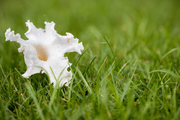 Close up wonderful white Flower on green grass, selective focus