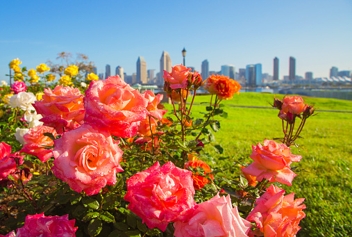 Flowerbed with fresh roses and drops of water against the background of downtown San Diego, early in the morning. Roses in San Diego. San Diego morning skyline with roses. Focus on flowers.