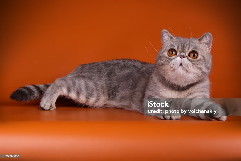 Exotic bicolor cat on colored backgrounds Studio photography of a exotic bicolor cat on colored backgrounds Animal Stock Photo