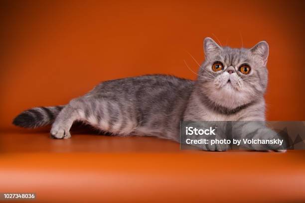 Exotic Bicolor Cat On Colored Backgrounds Stock Photo - Download Image Now - Animal, Animal Body Part, Beauty