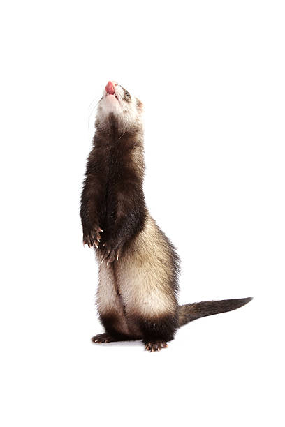 Polecat  polecat stock pictures, royalty-free photos & images